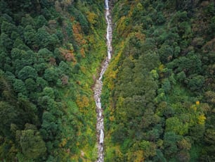 a river running through a lush green forest