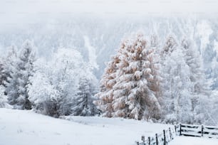 a snowy landscape with a fence and trees