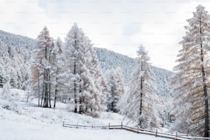 a snowy landscape with trees and a fence