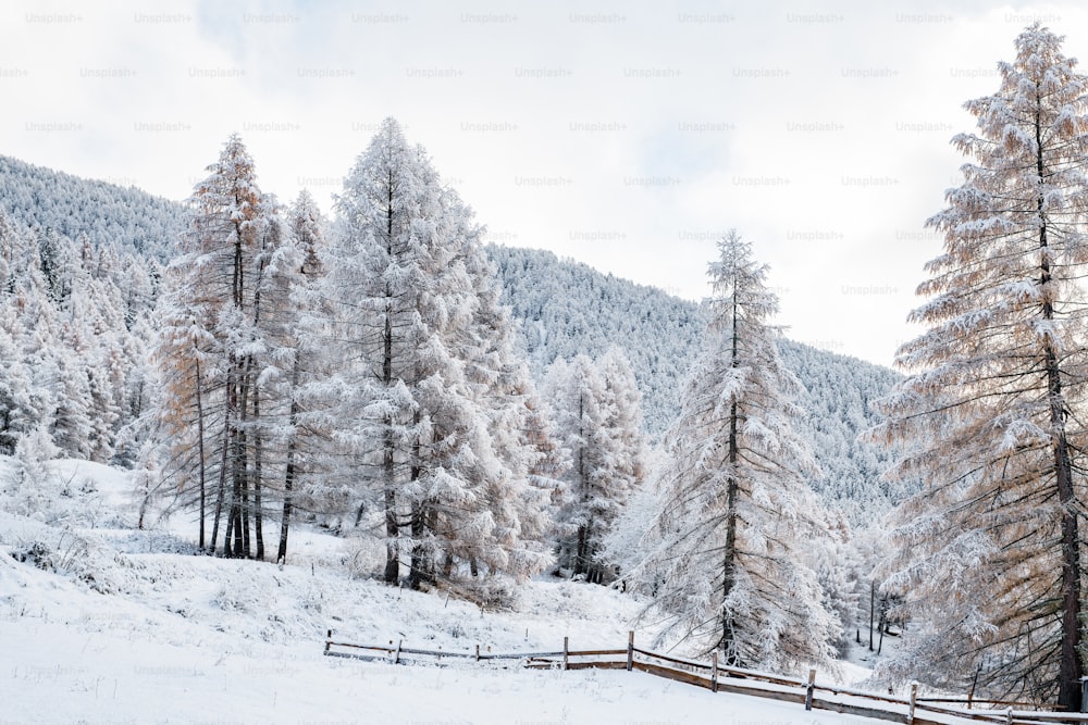 木々や柵のある雪景色