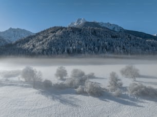 Una montagna coperta di neve con alberi in primo piano
