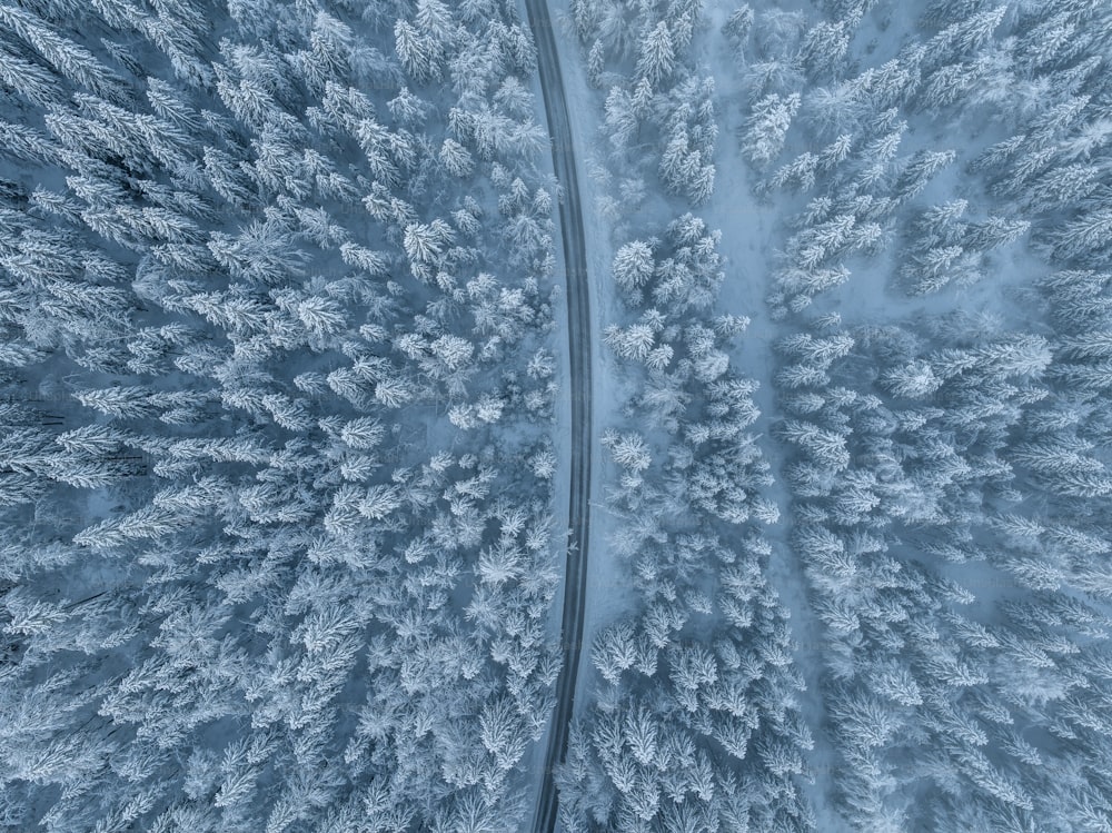 Una vista aérea de un bosque cubierto de nieve