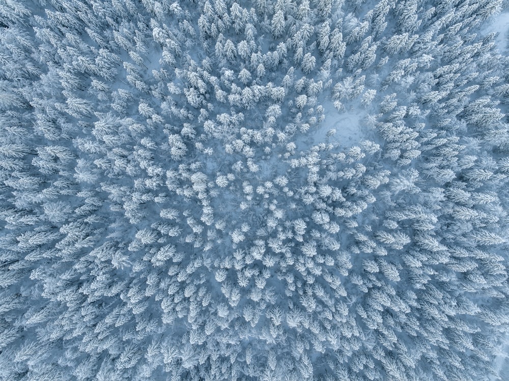 an aerial view of a snow covered forest