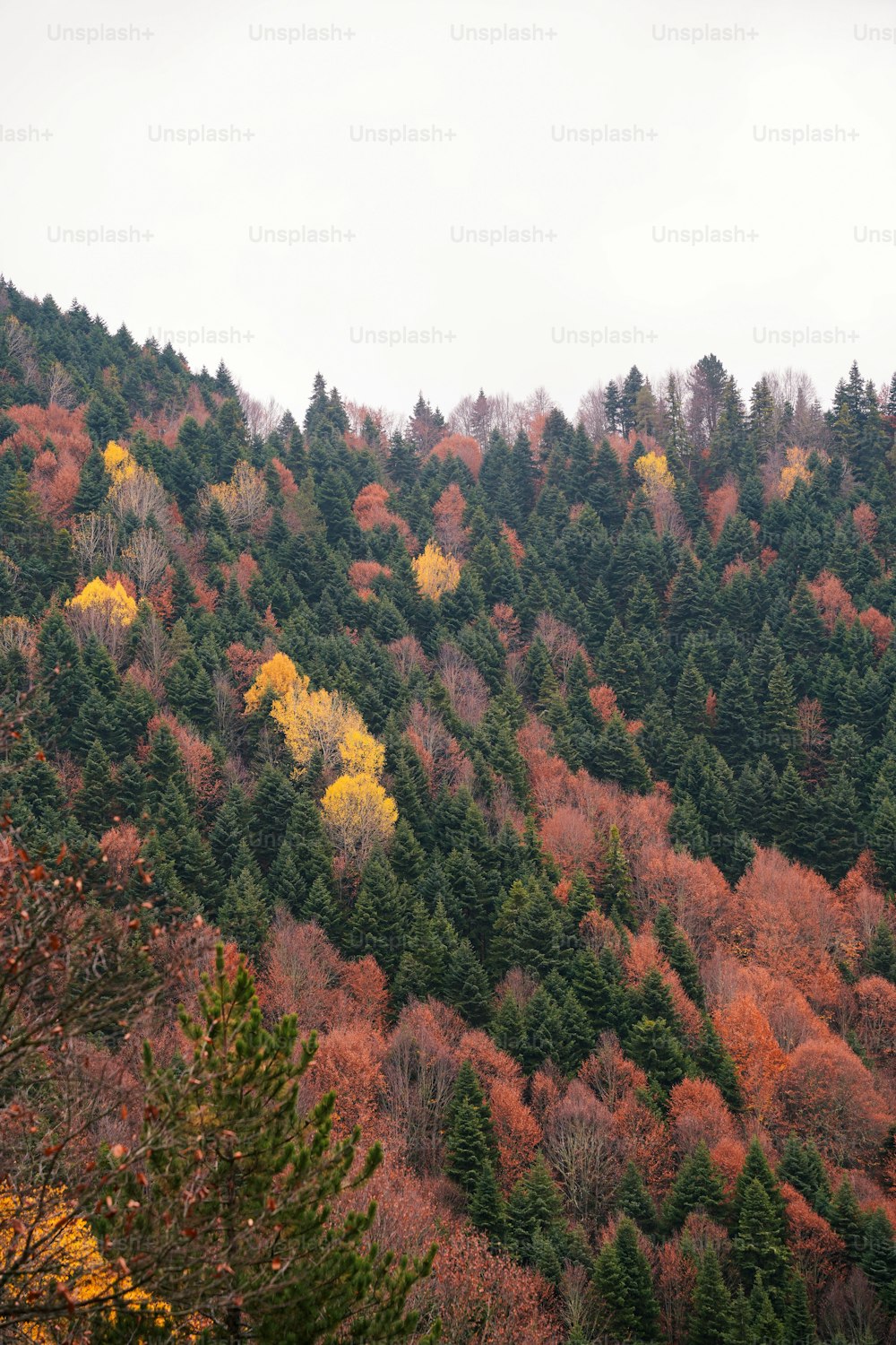 uma montanha coberta de muitas árvores ao lado de uma floresta
