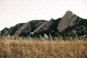 a grassy field with mountains in the background