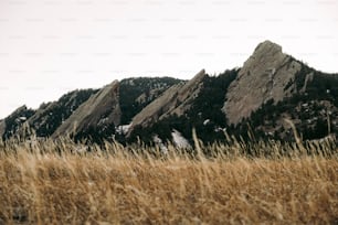 ein grasbewachsenes Feld mit Bergen im Hintergrund