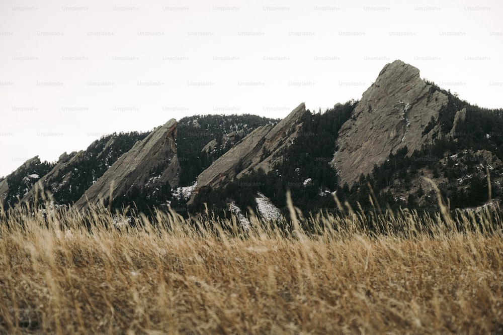 a grassy field with mountains in the background