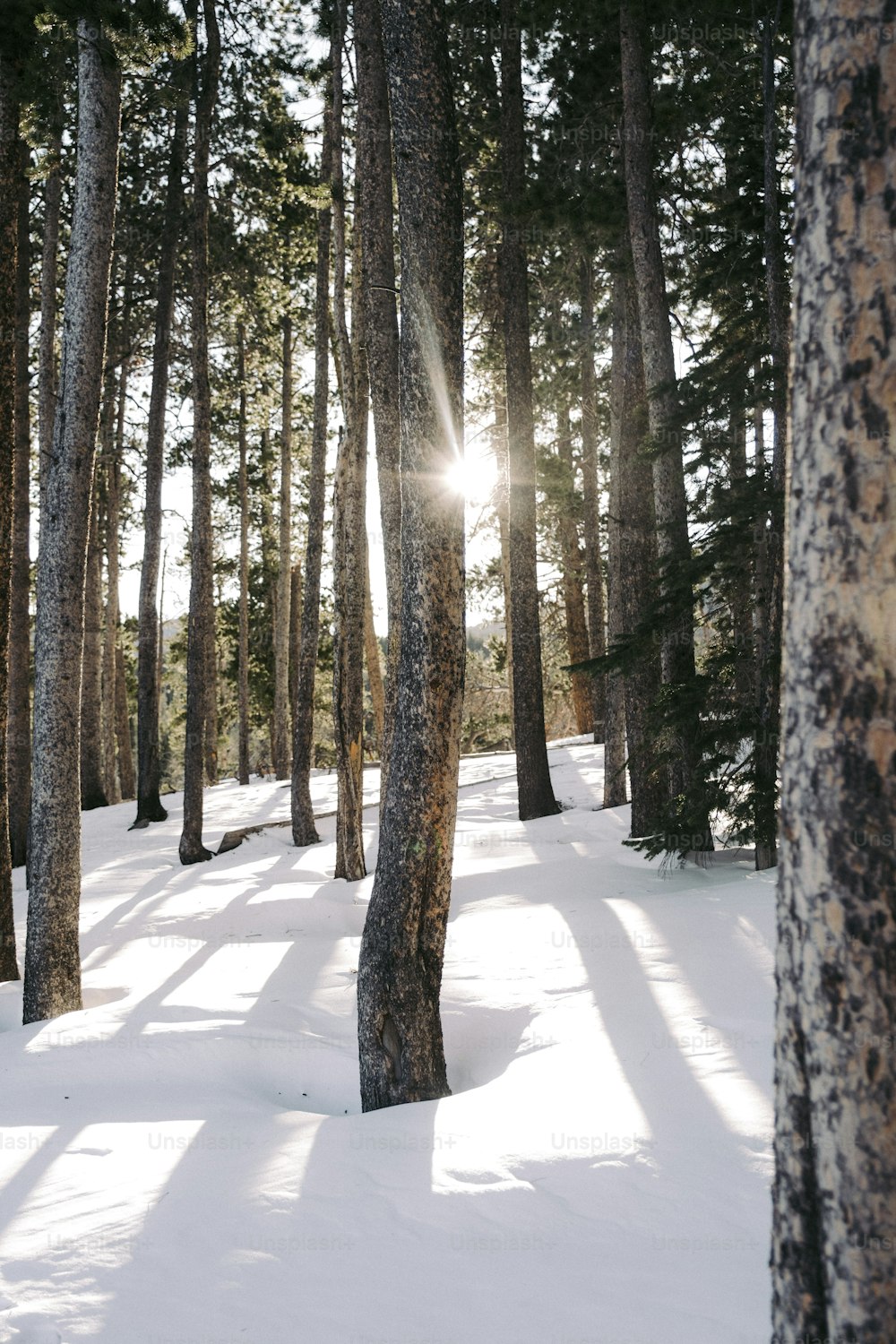 太陽が雪の��中の木々の間を照らしています