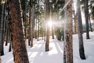 the sun is shining through the trees in the snow