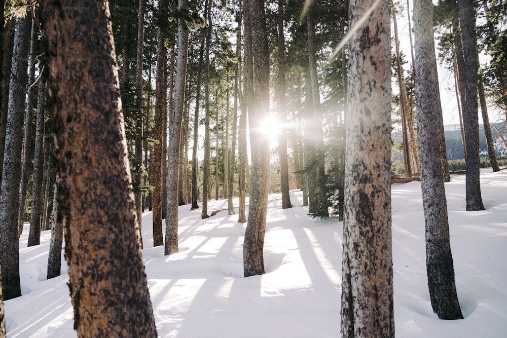 the sun is shining through the trees in the snow