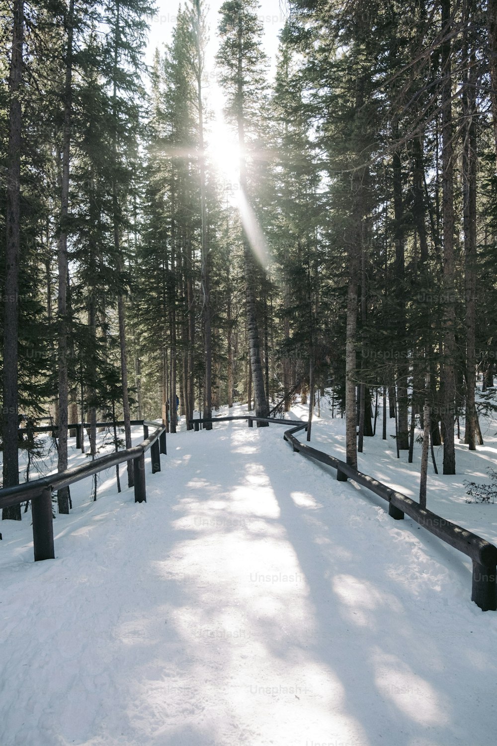 Le soleil brille à travers les arbres dans la neige