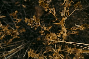 um close up de uma planta com folhas marrons