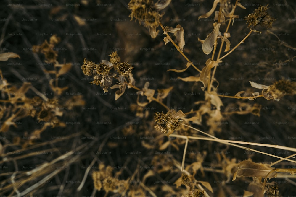 a close up of a plant with brown leaves