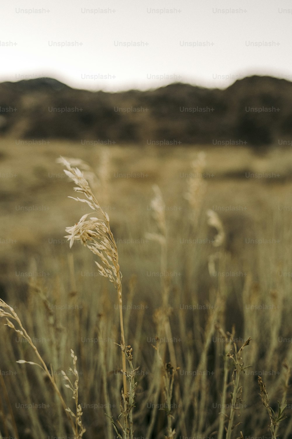 a field of grass with hills in the background