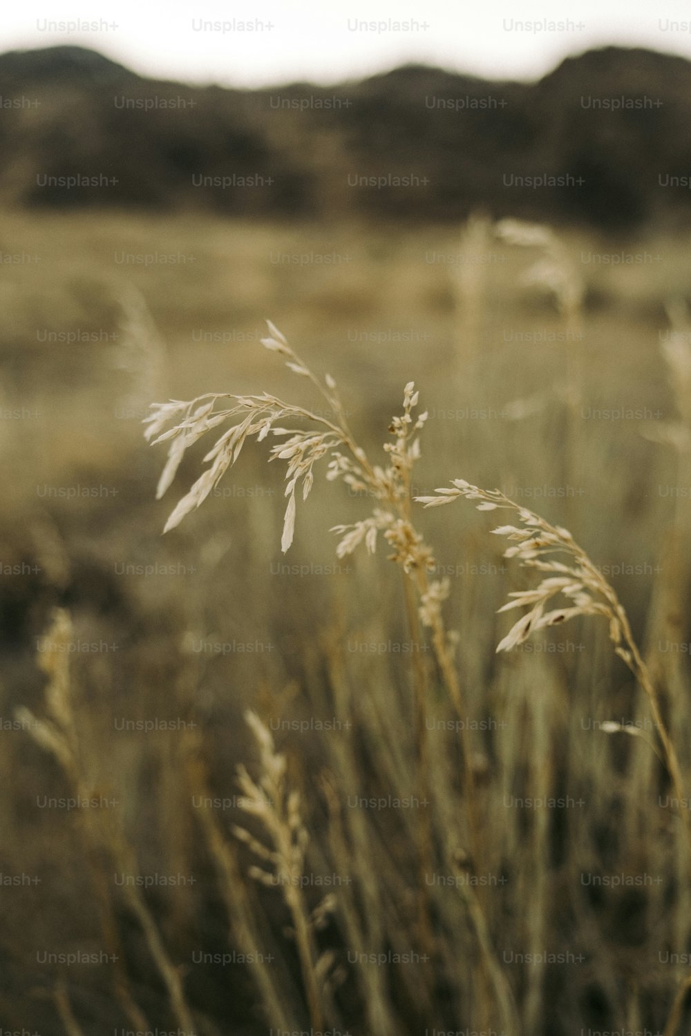 a close up of a plant in a field