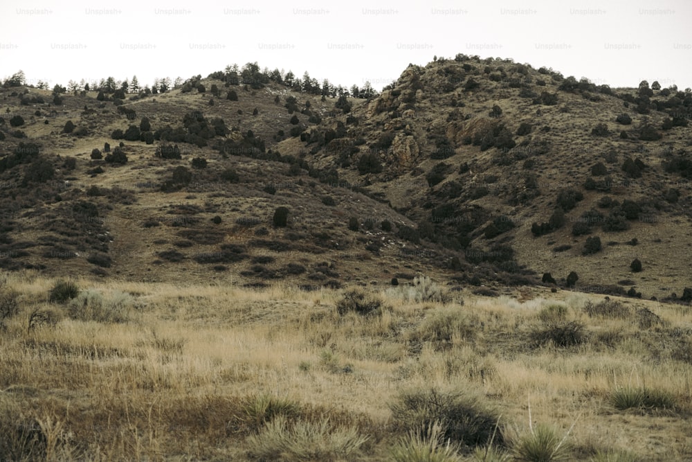 a grassy hill with trees on top of it