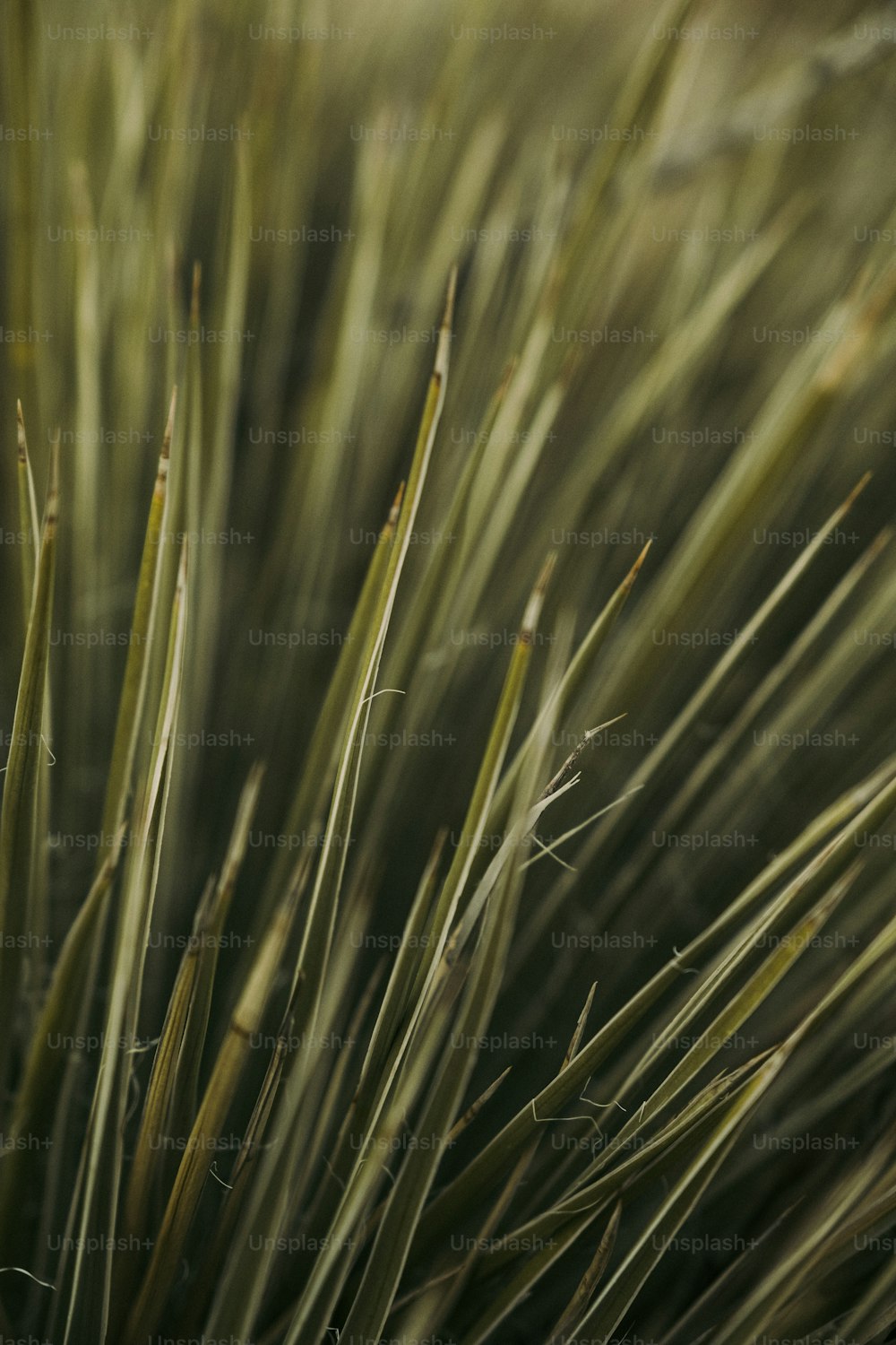 a close up of a plant with long green leaves