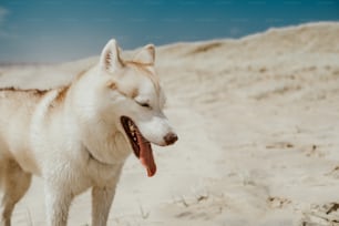 Ein weißer Hund steht auf einem Sandstrand
