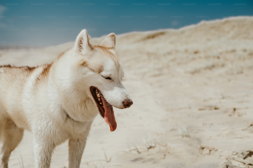 um cão branco em pé no topo de uma praia de areia