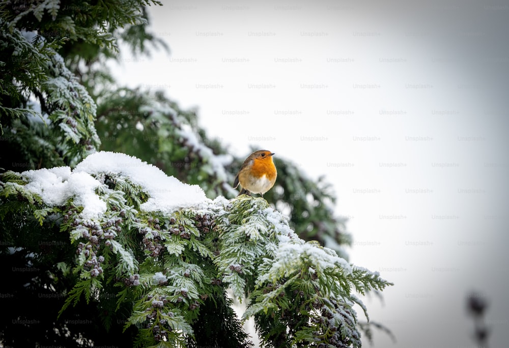 a bird sitting on top of a tree covered in snow