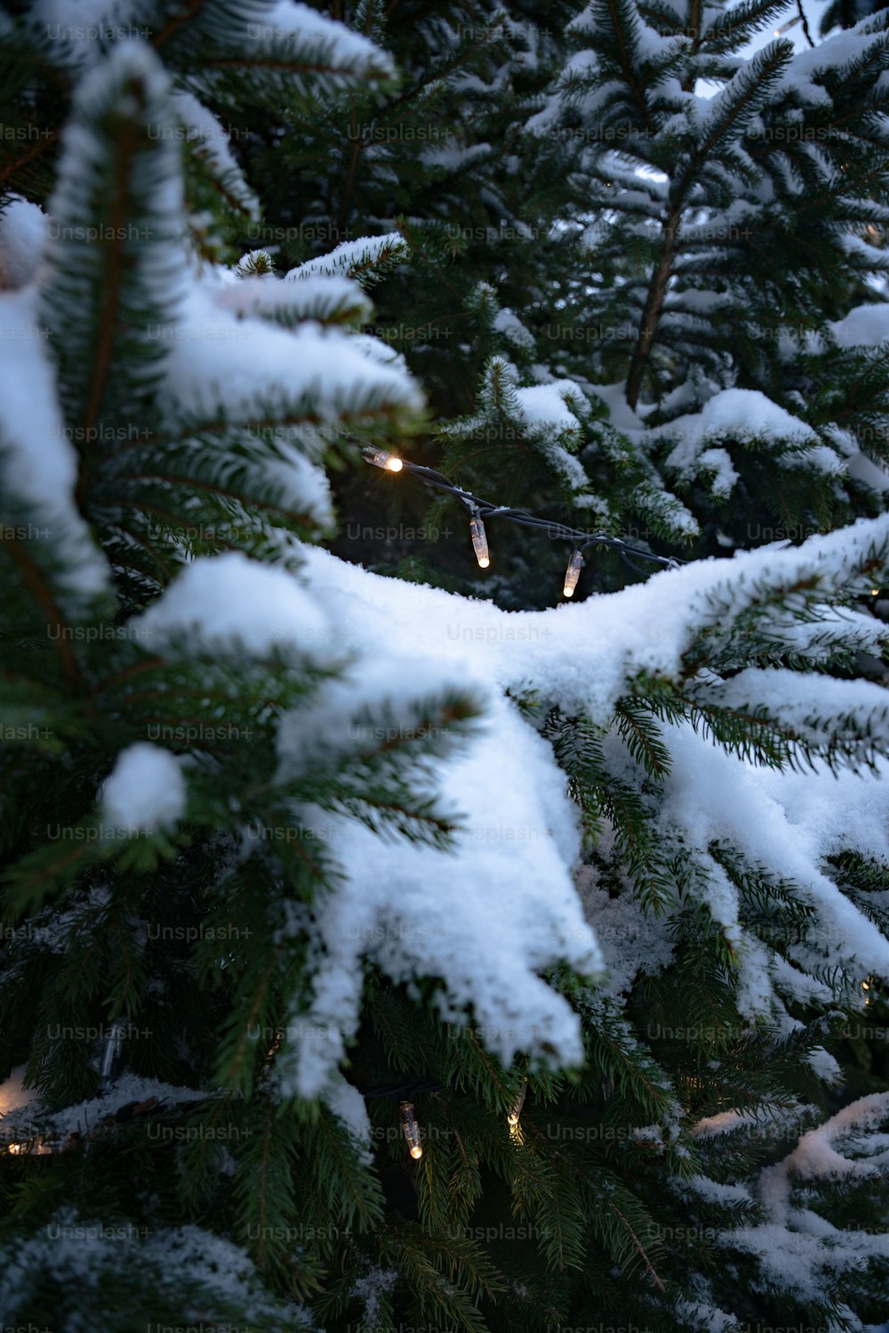 Un primo piano di un pino coperto di neve
