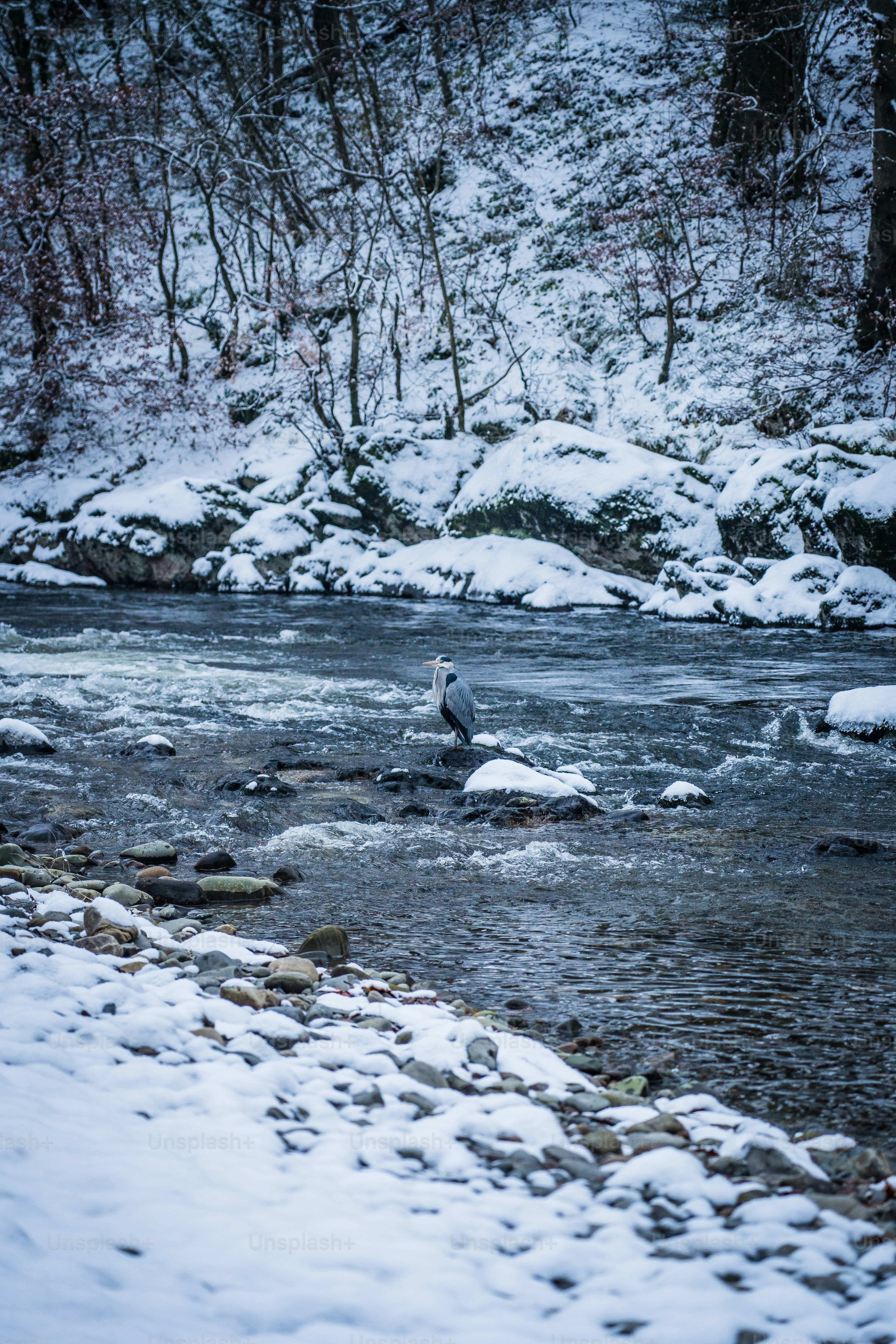 Ein Mann steht in einem Fluss neben einem Wald