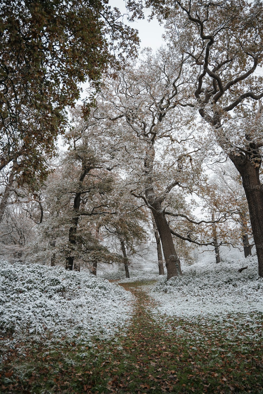 a path through a snowy forest with lots of trees