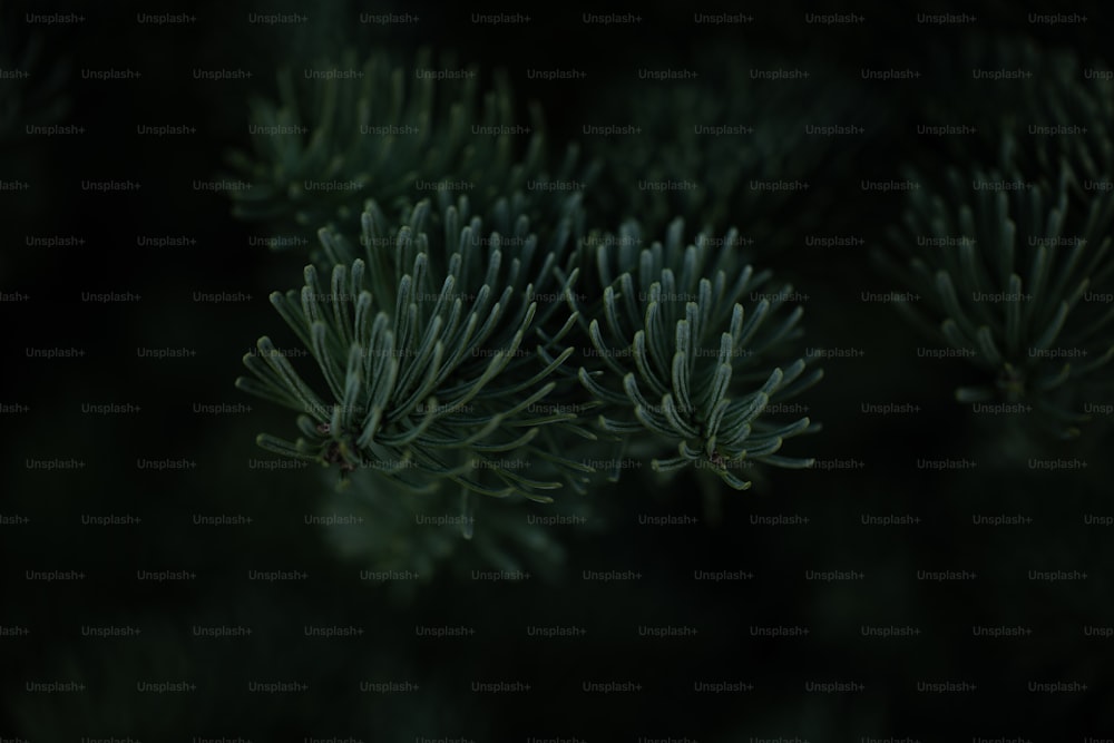 a close up of a pine tree branch