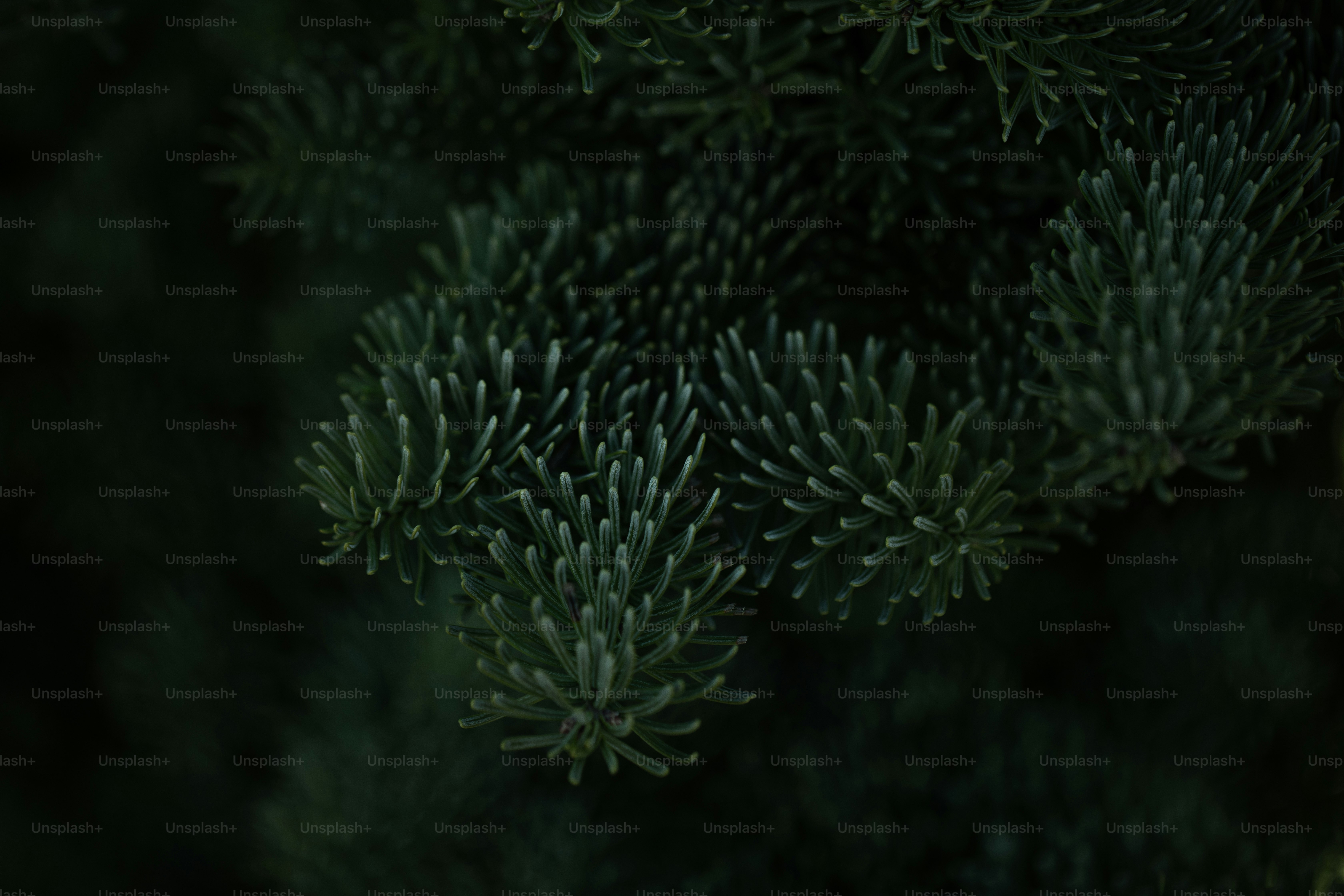 a close up view of a pine tree