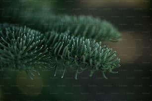 a close up of a pine tree branch