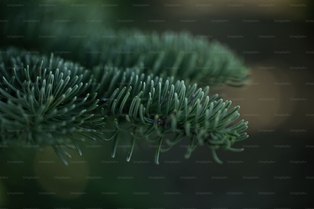 a close up of a pine tree branch