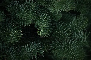 um close up de um pinheiro com agulhas verdes