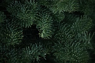 a close up of a pine tree with green needles