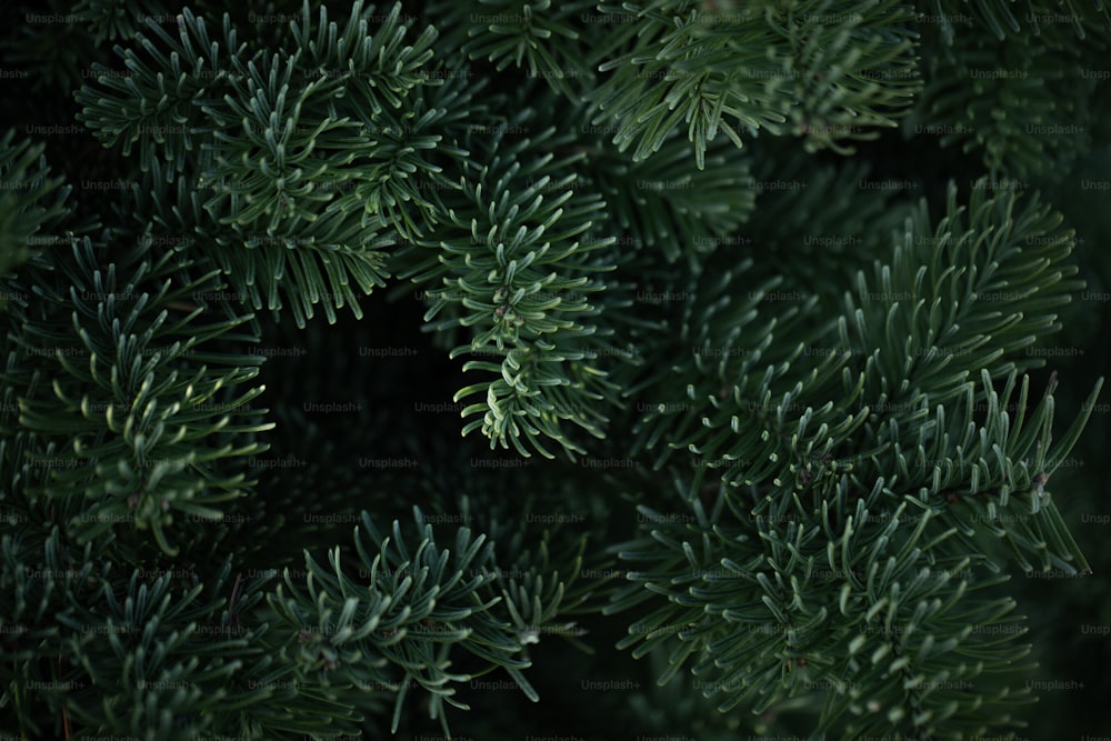 緑の針を持つ松の木の接写
