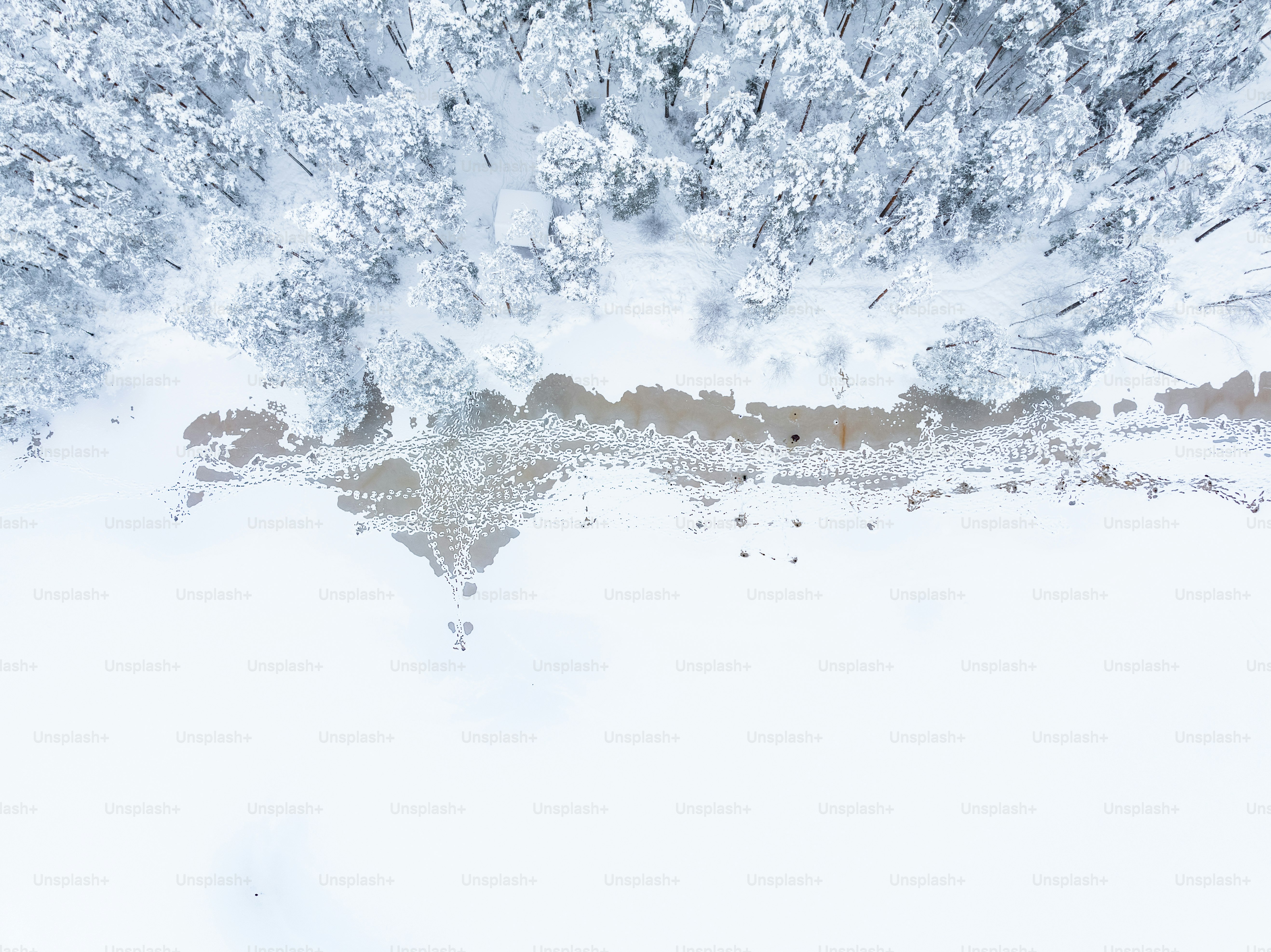 雪に覆われた森の空撮