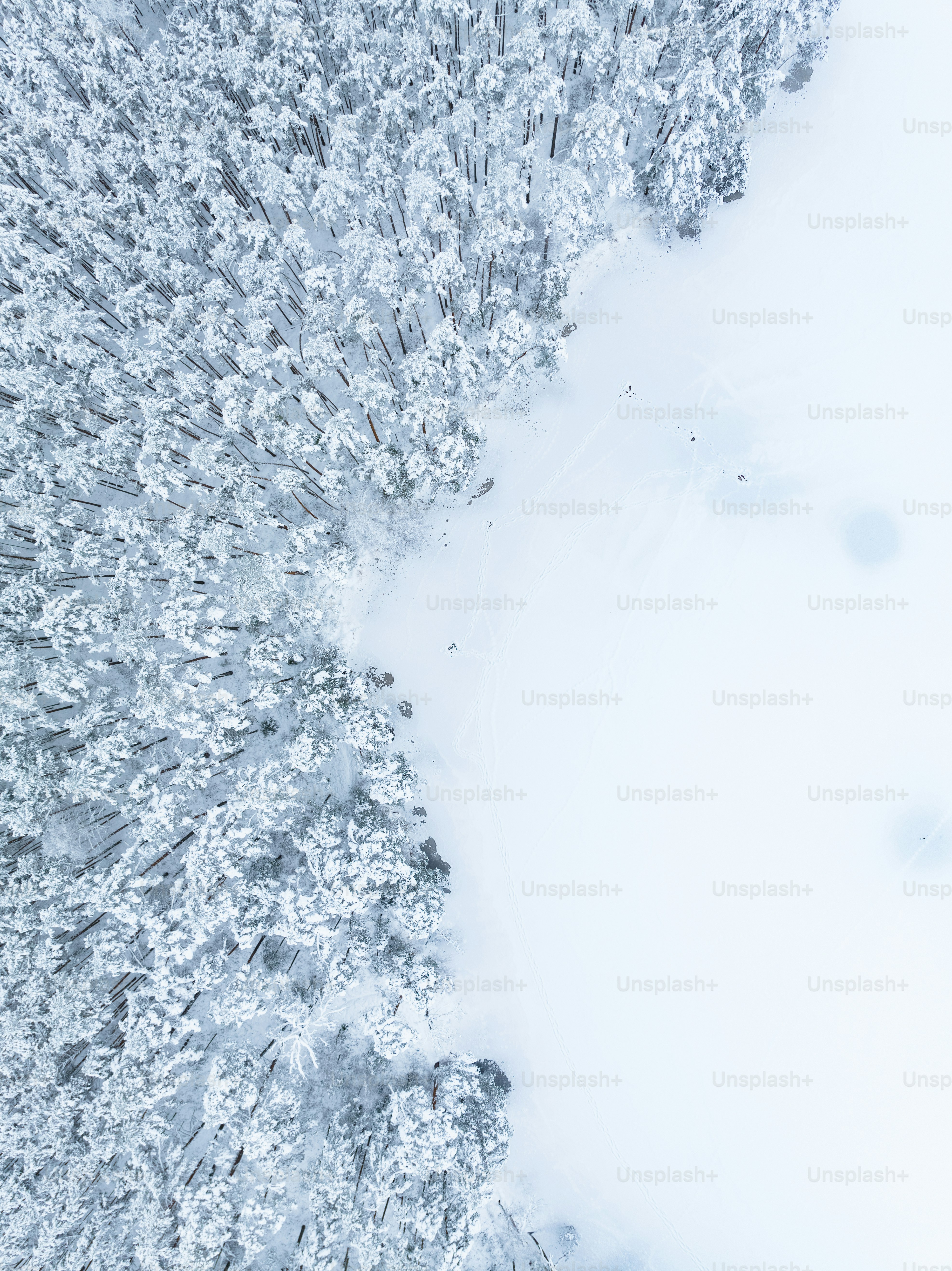 une vue aérienne d’une forêt enneigée