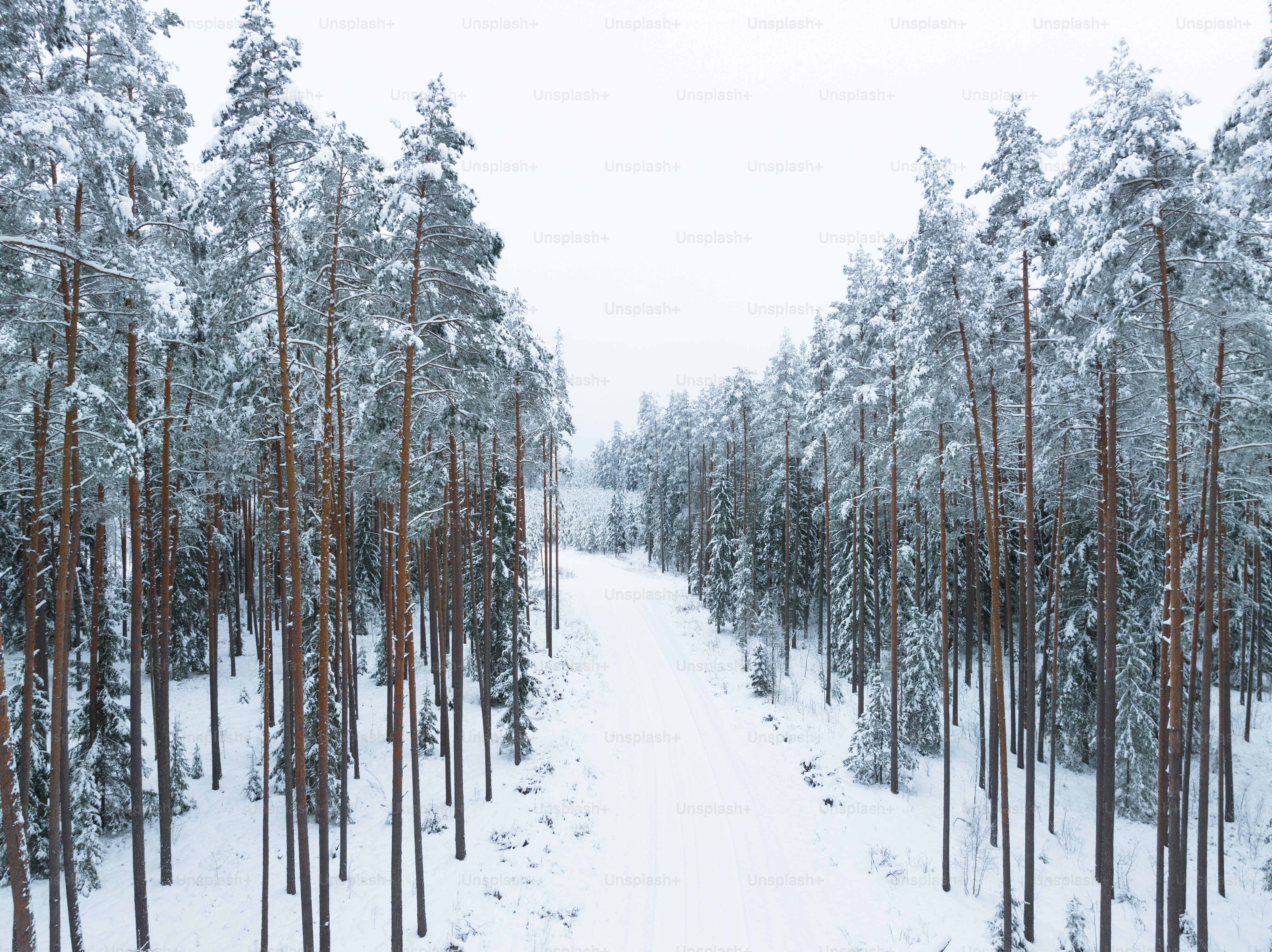 Un chemin à travers une forêt enneigée avec beaucoup d’arbres