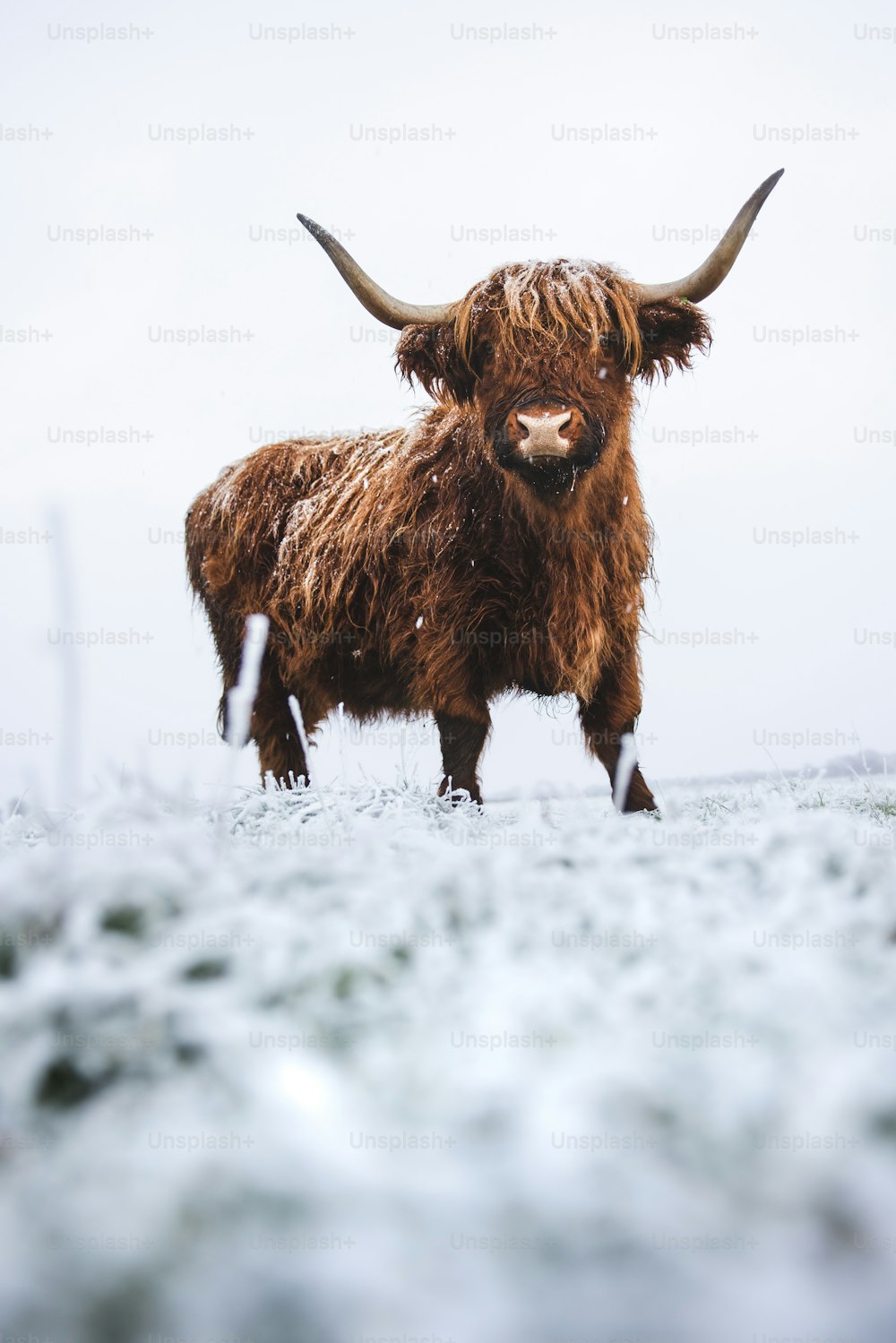 a brown cow standing on top of a snow covered field