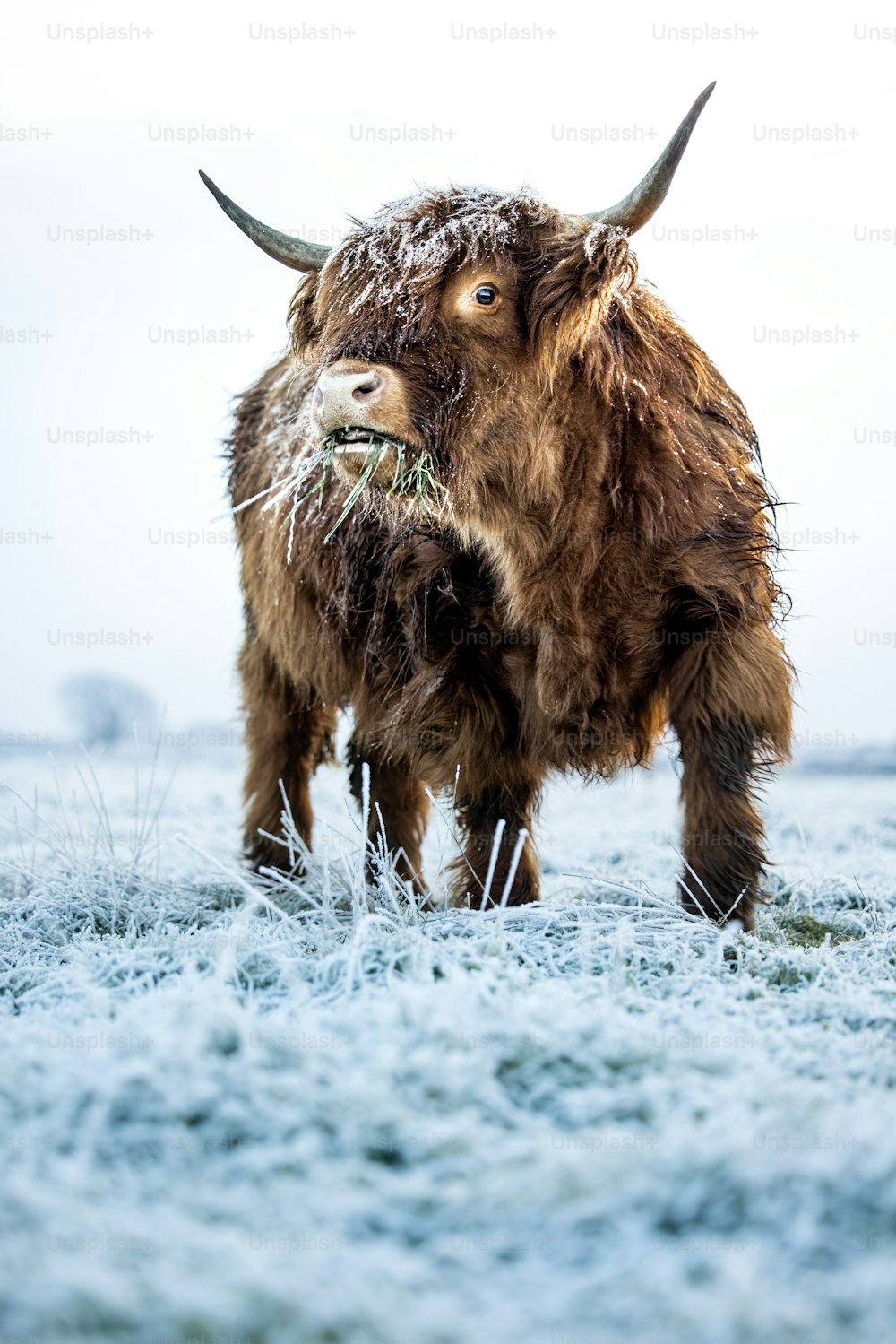 Un yak se tient dans un champ enneigé
