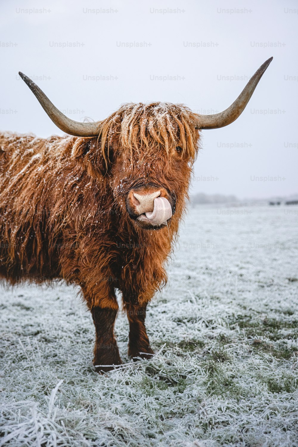a long horn bull standing in a field covered in frost