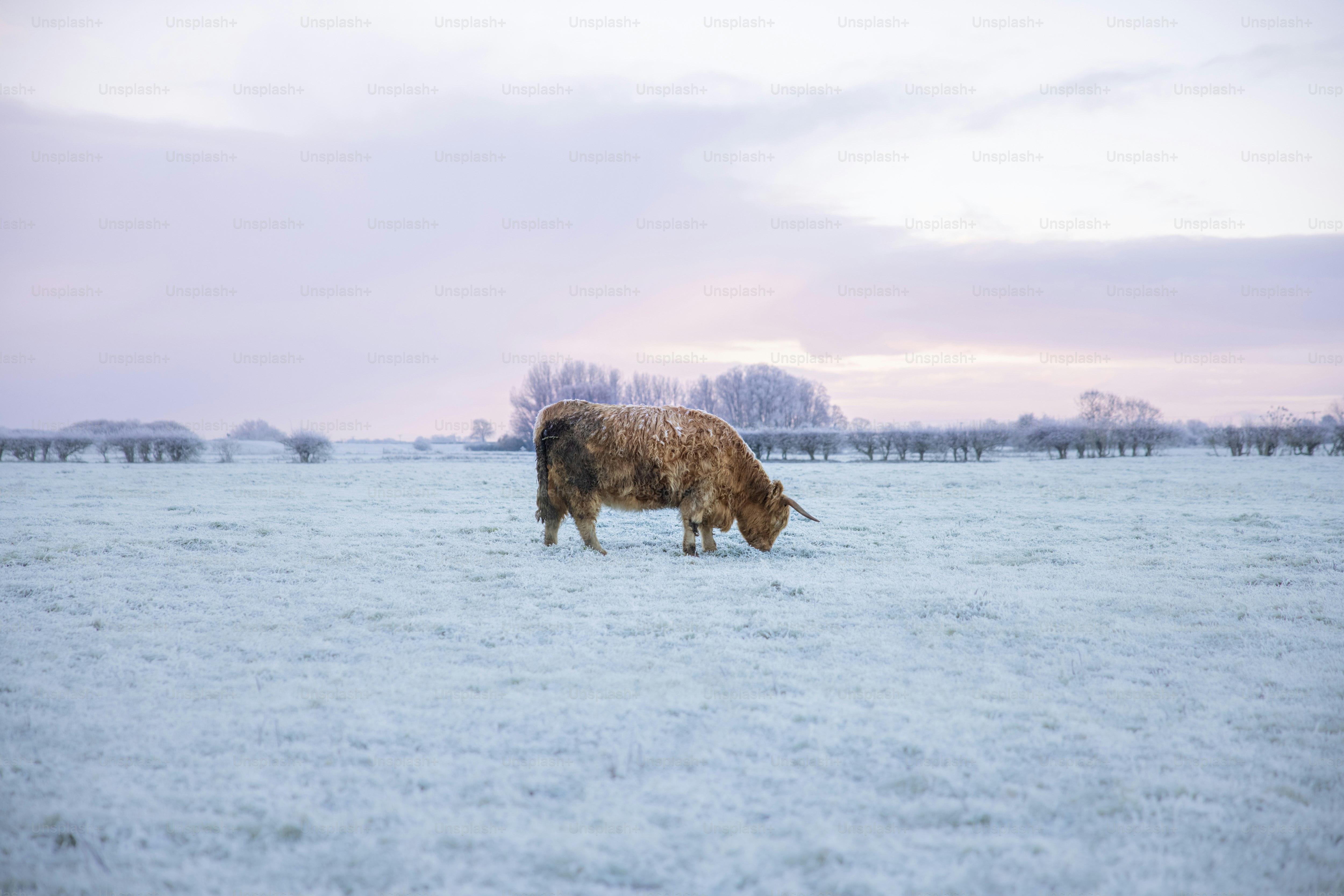 uma vaca pastando em um campo nevado com árvores no fundo
