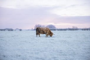 a cow grazing in a snowy field with trees in the background