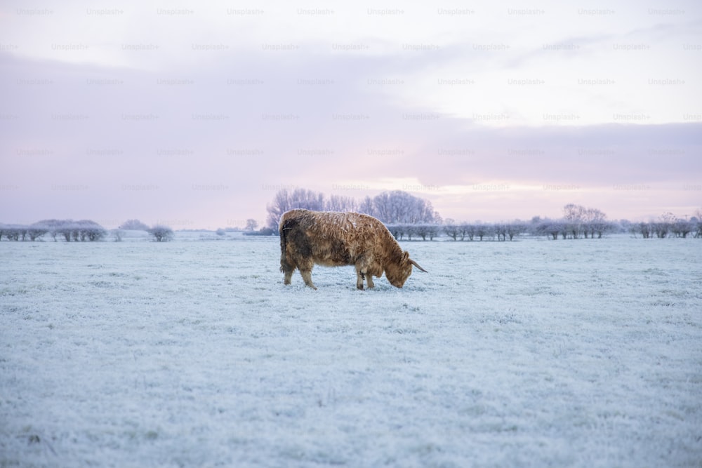 a cow grazing in a snowy field with trees in the background