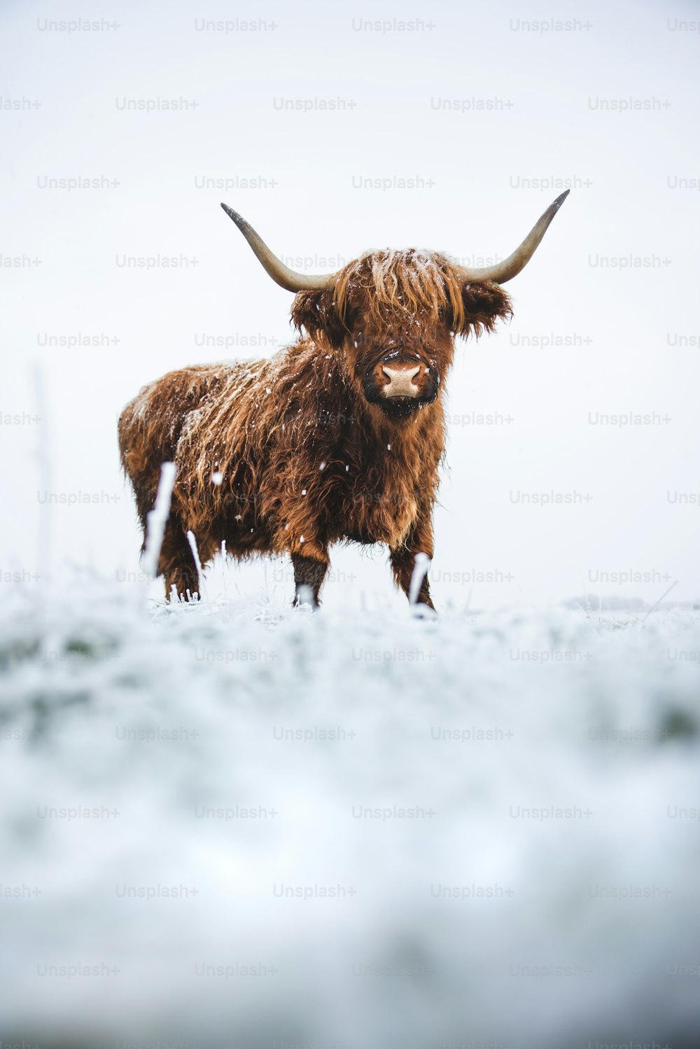 um touro marrom em pé em cima de um campo coberto de neve