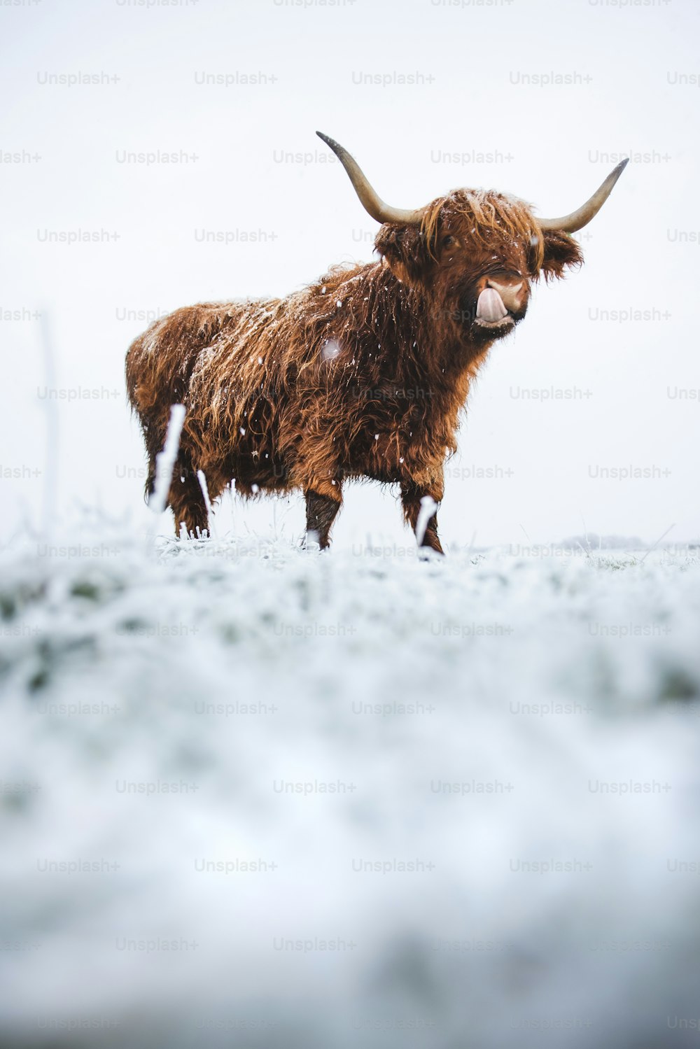 a yak with large horns standing in the snow