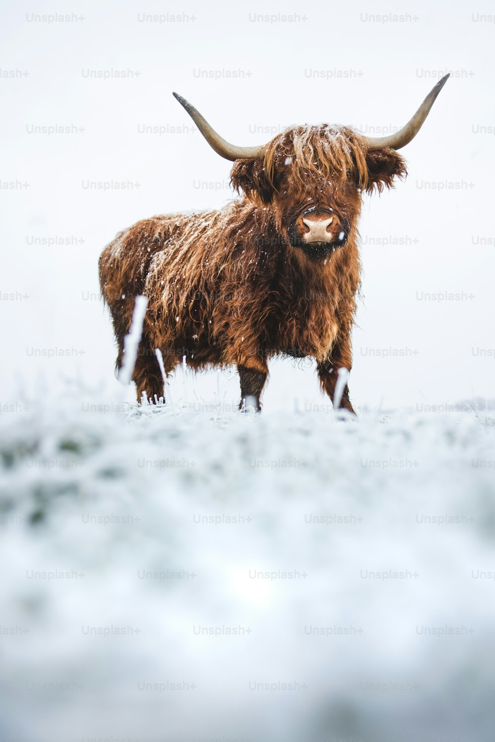 Un toro marrone in piedi sulla cima di un campo coperto di neve