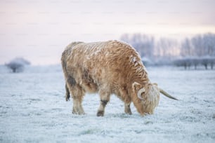 a long horn cow grazing in a snowy field