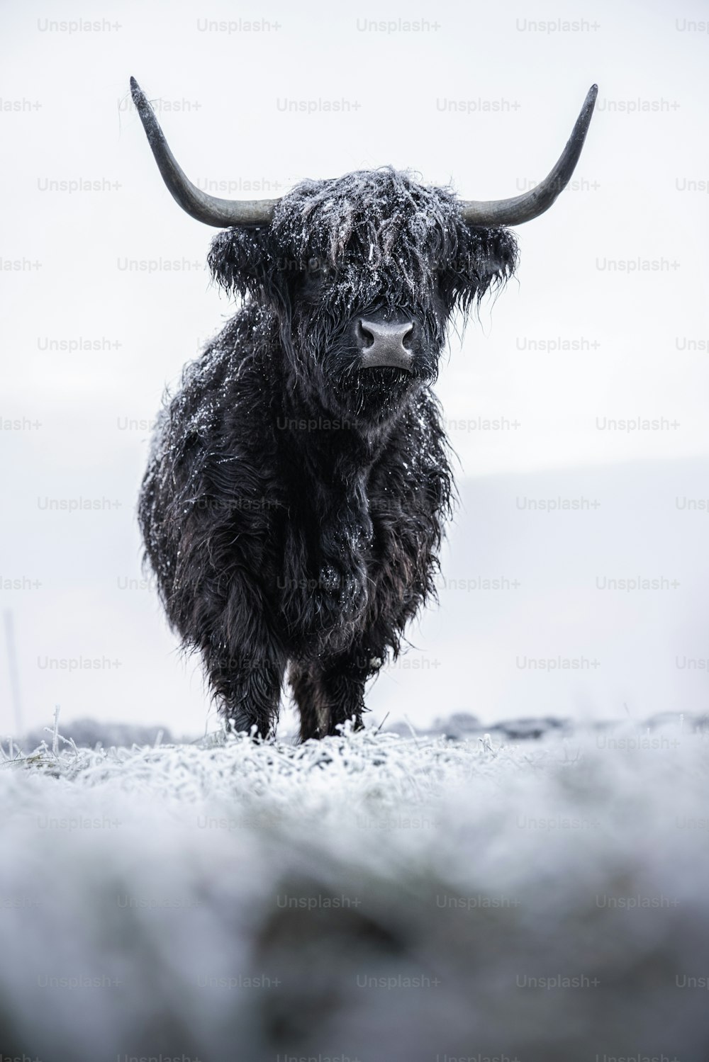 um touro preto em pé em cima de um campo coberto de neve