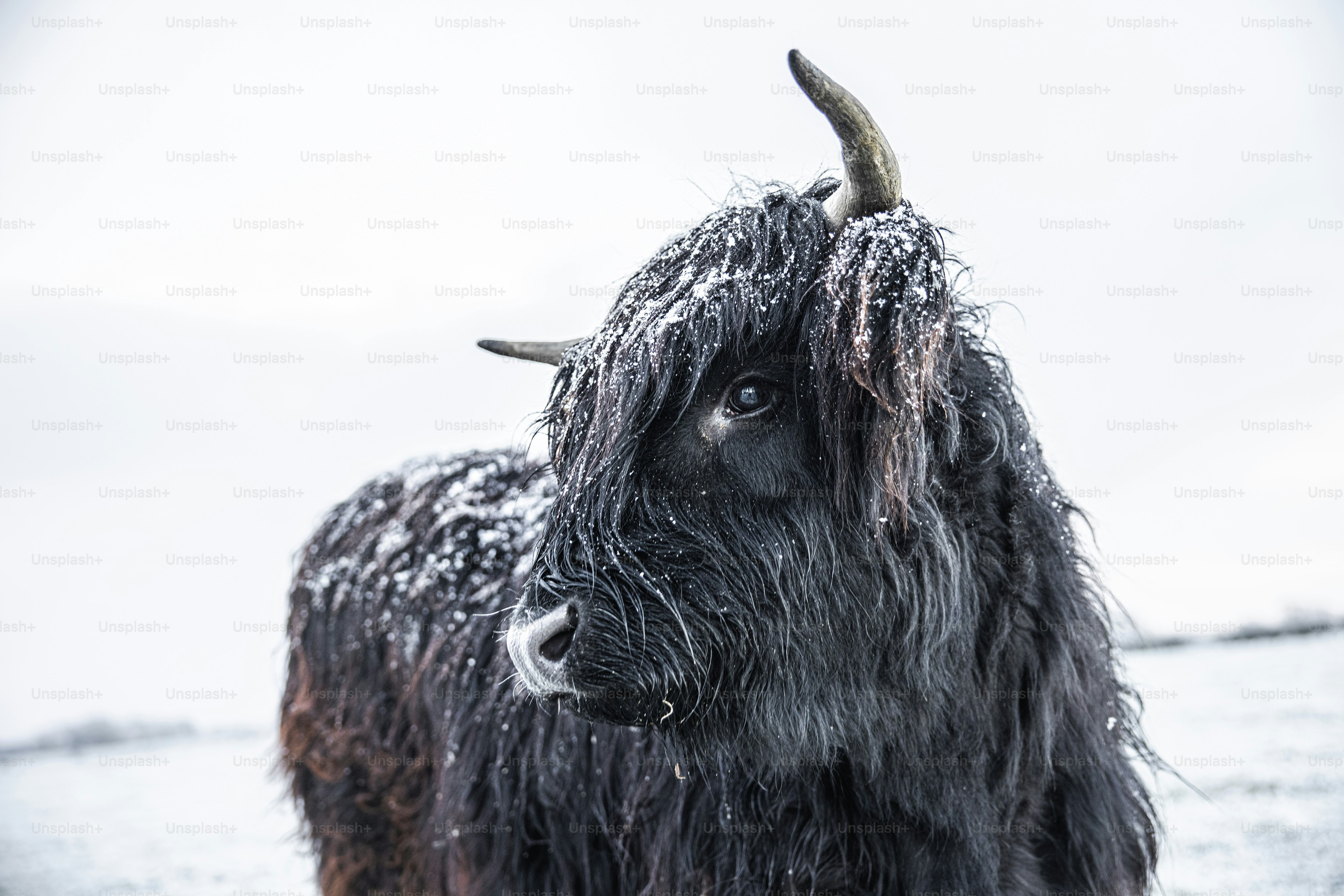 um close up de um iaque na neve