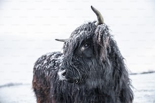 a close up of a yak in the snow